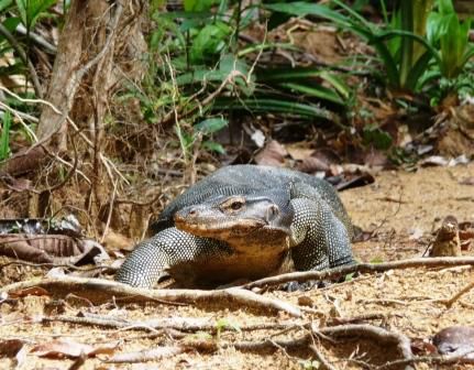 bosch monitor lizard