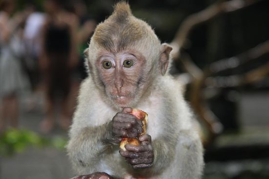 IndonesienReisebericht "Ubud auf Bali"