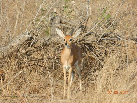 SüdafrikaReisebericht "Kruger National Park