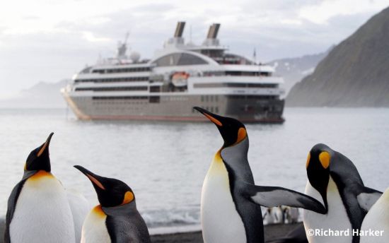 Pinguine mit Kreuzfahrtschiff im Hintergrund