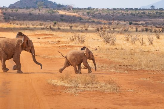 Zwei Junge Elefanten überqueren eine Piste in Ostafrika.