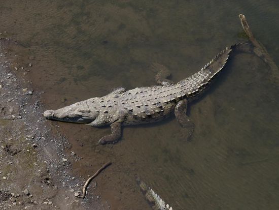 Auf dem Weg von Liberia nach Tamarindo gibt es einen Fluss, der voller Krokodile ist.