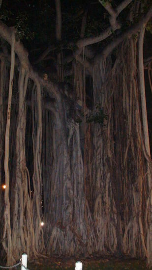 Wieder ein Banyan