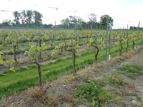 Weinanbau auf Schouwen-Duiveland