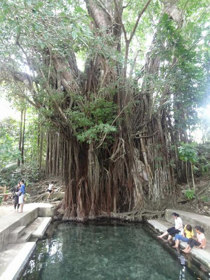 400 Jahre alter Baum, in dem Becken darunter gibts für 5 Peso......