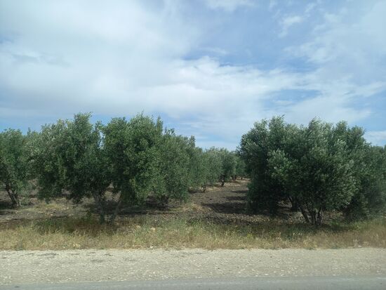 Auf dem Weg kommen wir an riesige Oliven Plantagen vorbei.