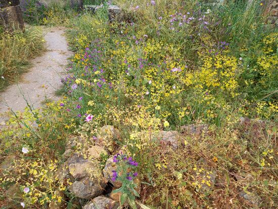 Die Pflanzenvielfalt zwischen den historischen Steinen ist enorm.