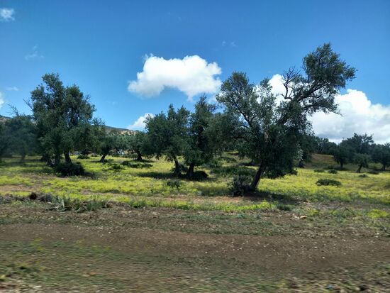 Wir fahren weiter nach Meknes.