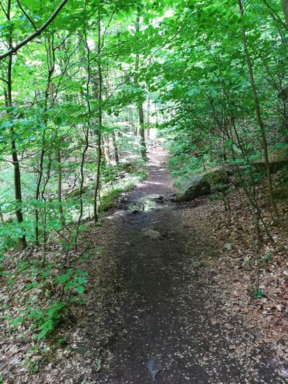 Schritt für Schritt geht es auf schmalen Waldwegen weiter.