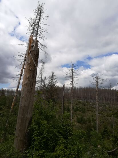 Ein gespenstischer Anblick. Aber es wachsen bereits viele Fichten, Buchen und Birken nach.