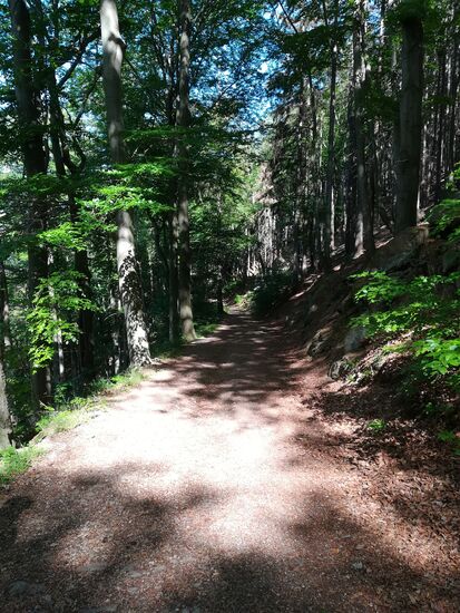 Durch lichten Wald geht es weiter.