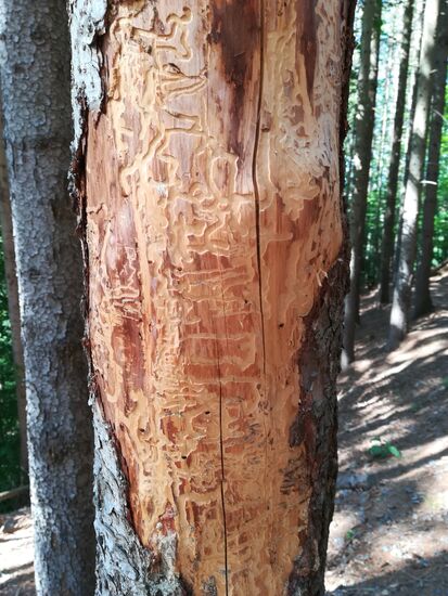 Fichte vom Borkenkäfer gezeichnet