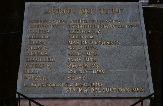 Arbó del Tule