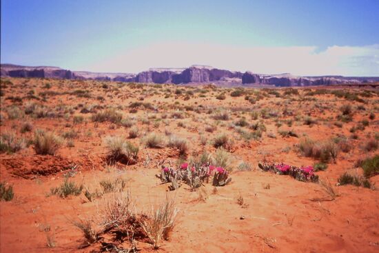 Typische Landschaft
