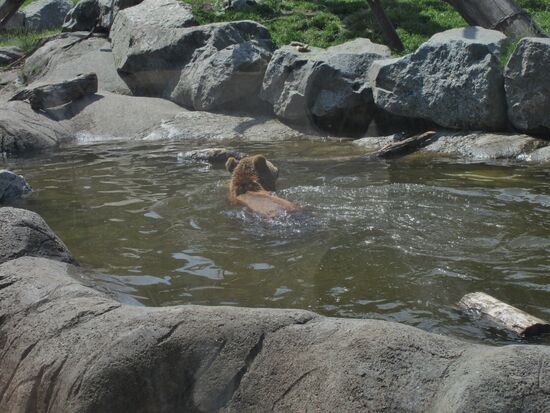 Bären Pool