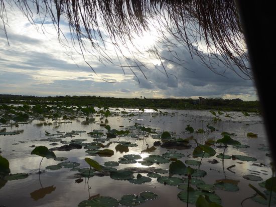 Abendstimmung über dem Lotusfeld