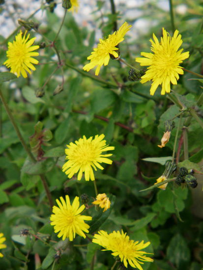 2009 - Ephesus; Frühling in den Ruinen...