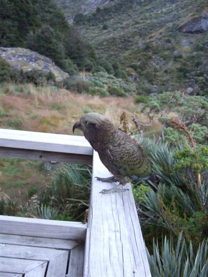Besuch am fruehen Morgen.
Die Keas sind eine einheimische Papageienart mit der Vorliebe Socken von der Leine zu klauen und Loecher in Wanderschuhe zu picken!
"Don`t feed the keas"!!!!!!!!!!!