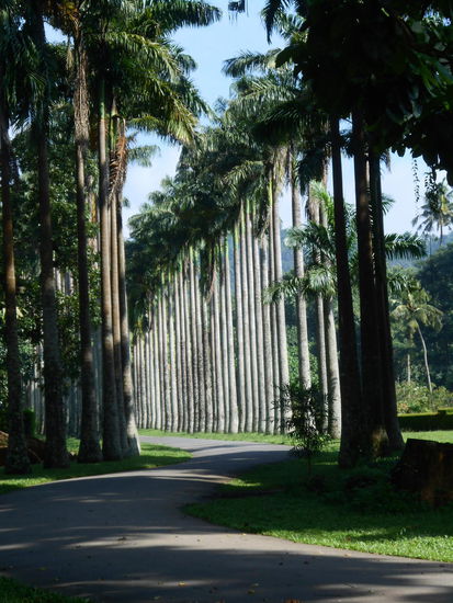 Sri Lanka Reisebericht Botanischer Garten In Kandy