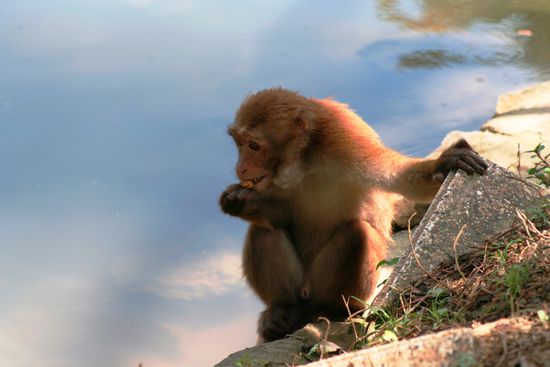 hier tummeln sich hunderte von Affen!