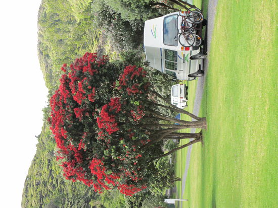 These are the well known Christmastrees of New Zealand.