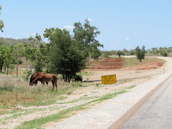 Pferde am Straßenrand. Da WA so riesig ist, gibt es hier nur selten Zäune für die Tiere.