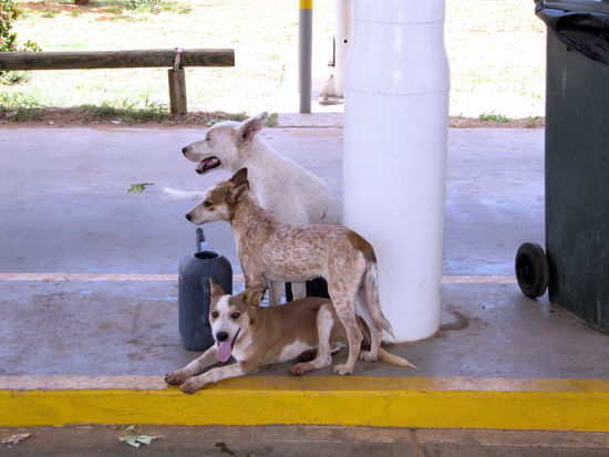 Tierfotos kommen immer gut an!  Wilde Hunde, die an einer Tankstelle rumhängen. Leider kann man auf diesem Fotos, das wirklich Interessante nicht so gut sehen. Der hinterste Hund sitzt nämlich mit seinem Hinterteil im Wassereimer, der eigentlich für diese Scheibenreiniger-Moppeds ist. Es war tierisch heiß in den Kimberleys! Als ich um die Drei herum ging (für eine bessere Perspektive), sind sie leider aufgestanden.