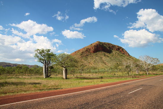 Könnte auch Afrika sein. Savanne mit zwei hübschen Baobab Bäumen.