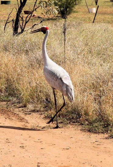Auf der Zufahrtsstraße war tierisch was los. Zuerst ein Jabiru-Storch.