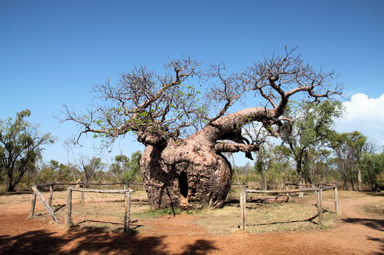Vor der Stadt Derby hielten wir am Boab Prison Tree. Dieser ca. 1.500 Jahre alte Baobab Baum (14m Umfang) ist innen hohl und wurde zu Beginn der europäischen Besiedlung der Kimberleys in den 1890er Jahren als Gefängnisbaum genutzt. Allerdings nicht als ständiges Gefängnis, sondern eher als Kurzzeitgefängnis, wenn Gefangenentransporte auf dem Weg zum Hafen hier eine Rast eingelegt haben.