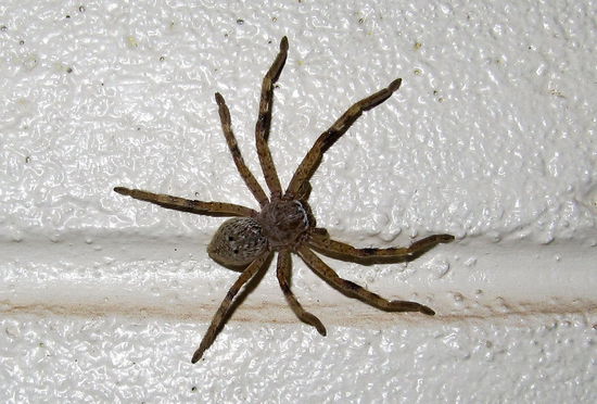 In der campkitchen begrüßte mich an der Wand mal wieder eine meiner achtbeinigen Freundinnen.