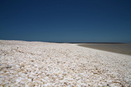 Muscheln soweit das Auge reicht!