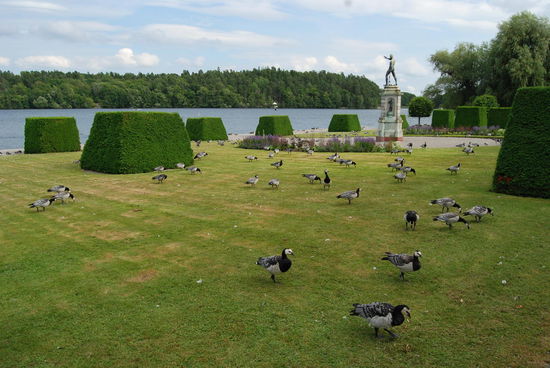 Weißwangengänse vor dem Schloß