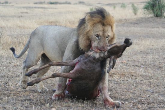 Kenia Abenteuer Mitten Im Buschland Der Masai Mara