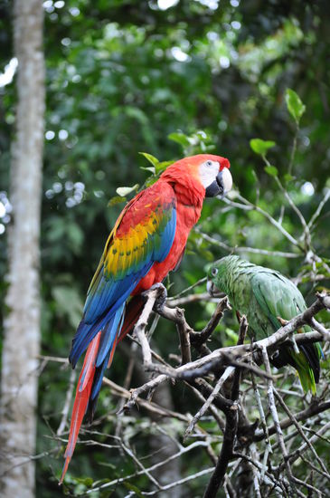 Papageien im Museum