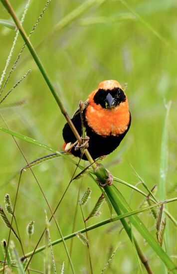 Und dieser Kleine beobachtet unseren Besuch.