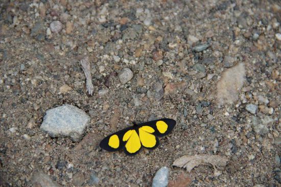 Unser "Jonas" ist immer mal wieder bei uns, diesmal hat er sich besonders chick gemacht