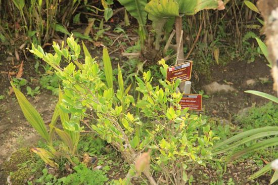 Cocastrauch, die Verwendung kannten die Inkas vor hunderten von Jahren schon...