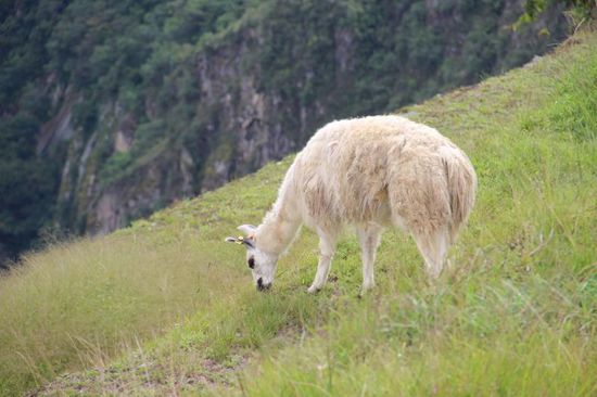 ...und das Alpaca ist ja wirklich hier oben und ich dachte schon, das auf den Postkarten sei eine Fotomontage gewesen...